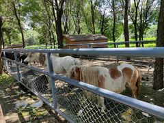 -长白岛森林公园