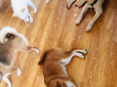 -柴犬高等学院·狗咖·柴犬售卖·宠物训练