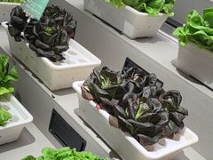 -九孔·筒骨莲藕汤锅(大明宫万达店)