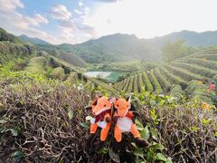 -龙坞茶村
