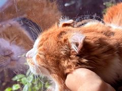 -豆逗聊愈猫阁Easy Life