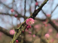 -新建村梅花