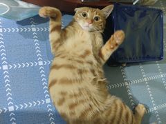 -佳雯宠物医院·皮肤科·内外科(春晓路分院)