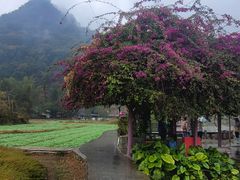 -靖西鹅泉风景区