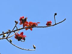 -云溪植物园