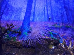 -芜湖新华联大白鲸海洋公园