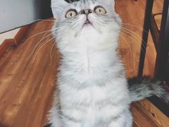-猫友咖啡店(玉林西路店)