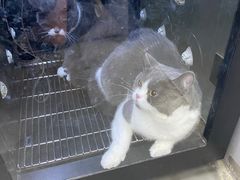 -PETKIT小佩宠物·低压洗护(国顺东路店)