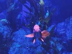 -新加坡海洋生态馆