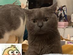 -芭比堂爱心动物医院·心脏科·犬猫内科(越城可乐分院)