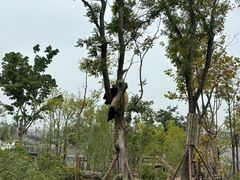 -中国大熊猫保护研究中心雅安碧峰峡基地