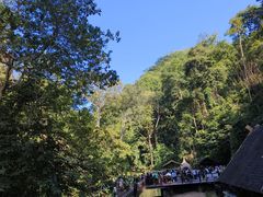 -西双版纳原始森林公园