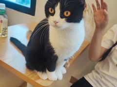 -有喵·猫咖·狗咖·30几只猫10只小狗(岗厦店)