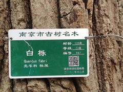 -灵谷景区