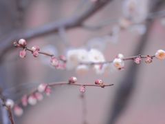 -蜀冈西峰生态公园