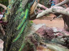 -正佳雨林生态植物园