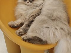 -平行世界·猫咖(首经贸店)