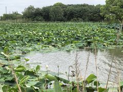 -梁鸿国家湿地公园