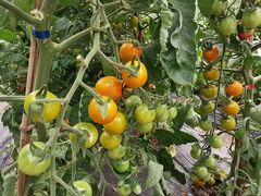 -上膳源有机农场