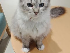 -藏猫猫咖啡主题馆(中央大道店)