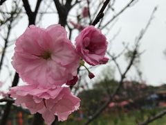 -天适樱花悠乐园