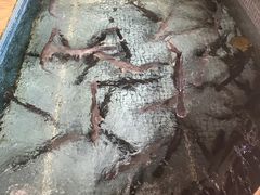 -鲤鱼塘农家山庄