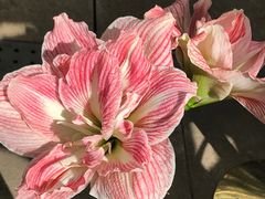 -北京植物园-展览温室