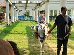 游乐设施-南宫五洲植物乐园