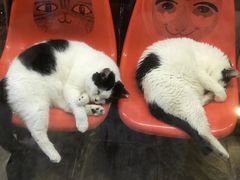 -猫咪博物馆(顶澳仔猫街店)