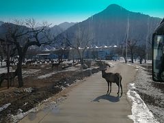 -西安秦岭野生动物园