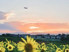-空港花田景区