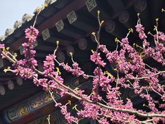 -西安市广仁寺