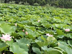 -荷塘月色湿地公园·向阳花洲