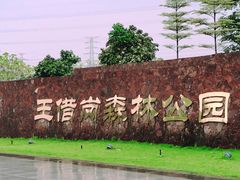 -王借岗森林公园