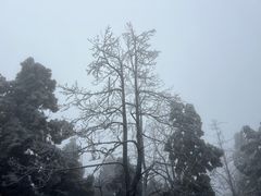 -南岳衡山风景名胜区-南岳大庙