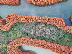 -上海海湾国家森林公园