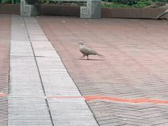 -晓港公园