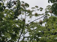 -松山湖风景区松湖烟雨