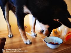 -喜柴咖啡·柴犬狗咖