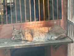 -青藏高原野生动物园