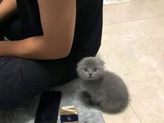 -客栈猫舍(中央北路店)