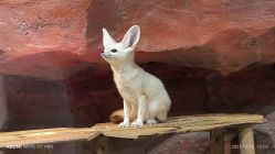 -Zoolung Zoolung动物主题公园(海信广场店)