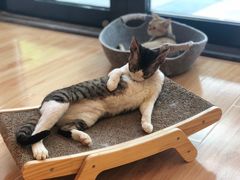 -momokira米努特·德文卷毛猫·棉花面纱犬