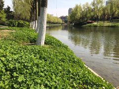 -天鹅湖体育公园