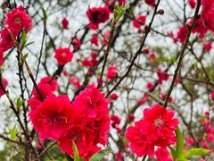 -南国桃园旅游度假区