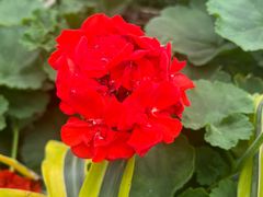 -南宫五洲植物乐园