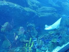 -迪拜水族馆及水下动物园