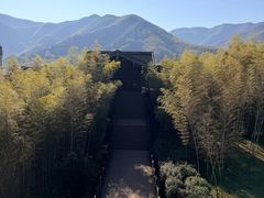 -大唐贡茶院