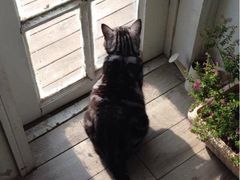 iphone_upload_pic-海边的猫和咖啡馆