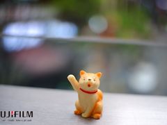 -柴迷FANS CLUB·柴犬狗咖·猫咖